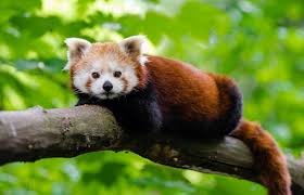 Red Panda Tour in Nepal